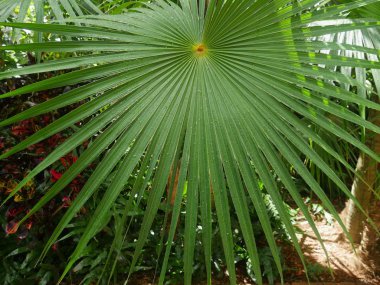 Yağmurdan çiy damlaları ile parlayan bir testere palmetto yaprağı yakın