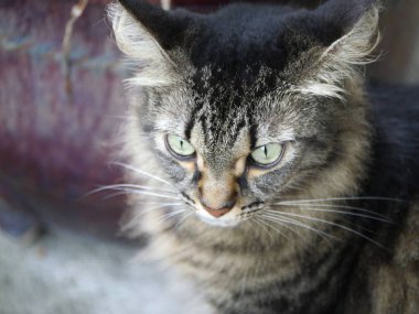Key West, Florida'daki Hemingway evinde şımarık kedilerden birinin yakın ıstıranınca kırpılmış.
