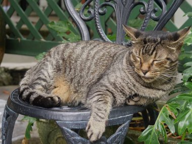 Key West, Florida'daki Hemingway evinde çelik sandalyede uyuyan tabby kedisi.