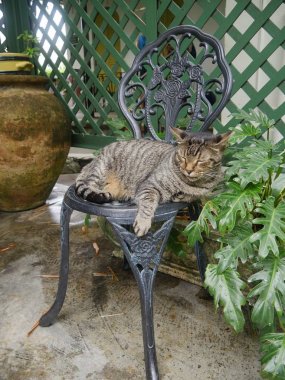 Key West, Florida Hemingway evinde çelik bir sandalyede uyuyan bir tabby kedi portre çekim.
