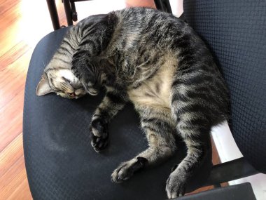 Key West, Florida'daki Ernest Hemingway'in evinde sandalyede uyuyan şımarık kedilerden biri.. 