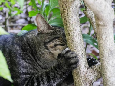 Key West, Florida'daki Ernest Hemingway bahçelerinde ağaçlarda oynayan kedi. 