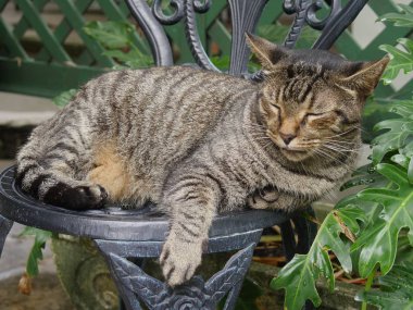 Key West, Florida Hemingway ev bahçelerinde çelik bir sandalyede uyuklayan bir tabby kedi Orta yakın.