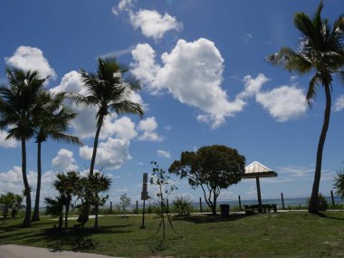 Hindistan cevizi ağaçları ve S Roosevelt Bulvarı kıyı görünümü boyunca açık yazlık, Key West, Florida.