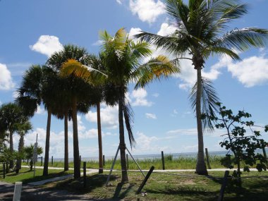 Hindistan cevizi ve palmiye ağaçları güzel bir günde S Roosevelt Bulvarı, Key West, Florida kıyıları boyunca dizilmiş.