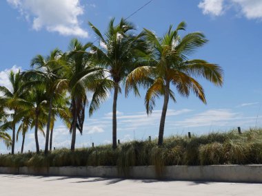 Row of coconut trees along S Roosevelt Boulevard, Key West, Florida. clipart
