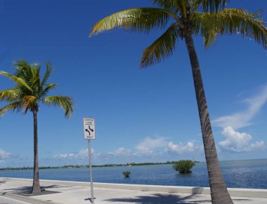 Key West, Florida'daki S. Roosevelt Bulvarı boyunca hindistan cevizi ağaçlarıile kıyı manzarası.