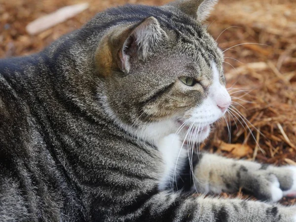 Close up shot of a cat\'s head, side view. This is one of the Hemingway cats in Key West, Florida.