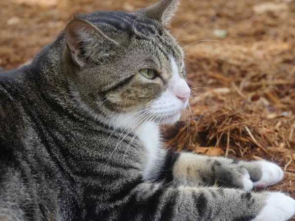 플로리다 웨스트의 헤밍웨이 고양이 마리가 가까이 — 스톡 사진