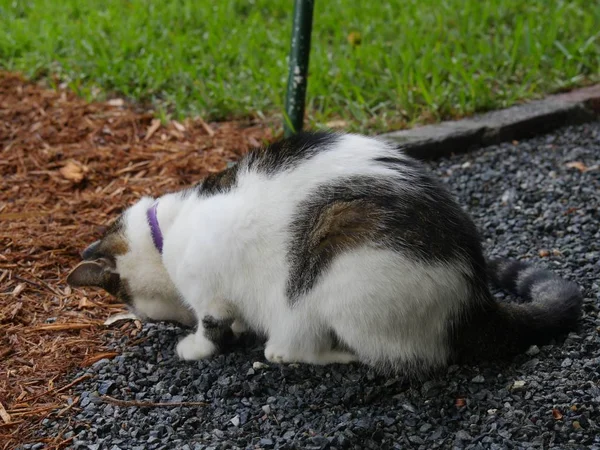 フロリダ州キーウェストのヘミングウェイハウスで甘やかされた猫の一匹 — ストック写真