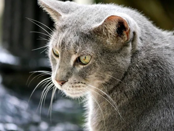 Close Van Een Van Verwend Katten Bij Hemingway Katten Key — Stockfoto