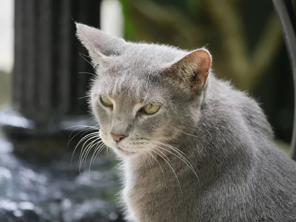 Uno Los Gatos Mimados Los Gatos Hemingway Key West Florida — Foto de Stock