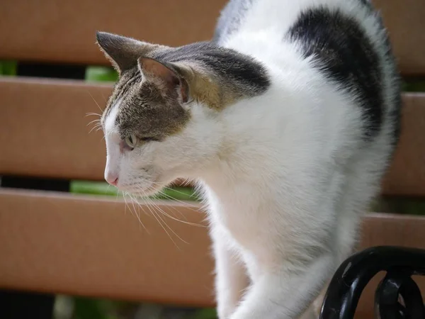 벤치에 서있는 고양이의 — 스톡 사진