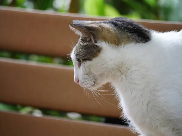 Sidovy Över Katt Som Står Upp Träbänk Hemingway House Key — Stockfoto