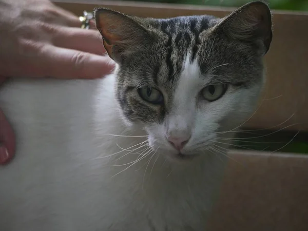 Gato Gris Blanco Casa Hemingway Key West Florida Con Una —  Fotos de Stock