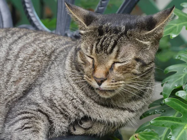 Medio Primer Plano Gato Tabby Descansando Una Silla Casa Hemingway —  Fotos de Stock