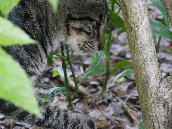 Chat Tabby Cache Dans Les Buissons Des Jardins Ernest Hemingway — Photo