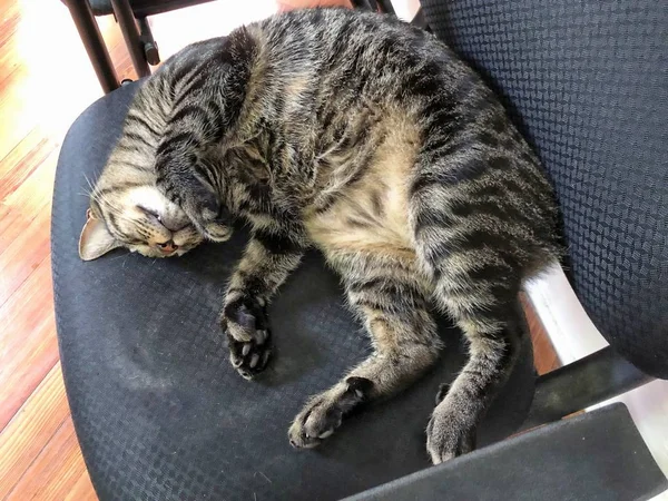 플로리다 웨스트에 어니스트 헤밍웨이 하우스의 의자에서 고양이 — 스톡 사진