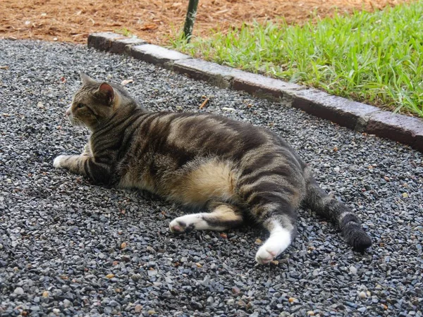 Eine Verwöhnte Katze Auf Dem Gelände Der Ernest Hemingway Garden — Stockfoto