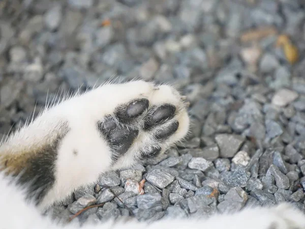 Close Van Een Katten Poot Het Hemingway House Key West — Stockfoto