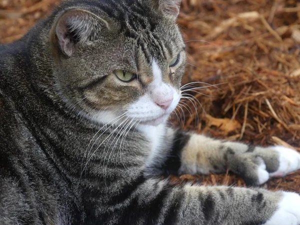 Nahaufnahme Kopfschuss Einer Der Verwöhnten Katzen Den Häusergärten Von Hemingway — Stockfoto