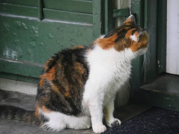 フロリダ州キーウェストのガラスドアの外にあるヘミングウェイ猫の1匹 — ストック写真