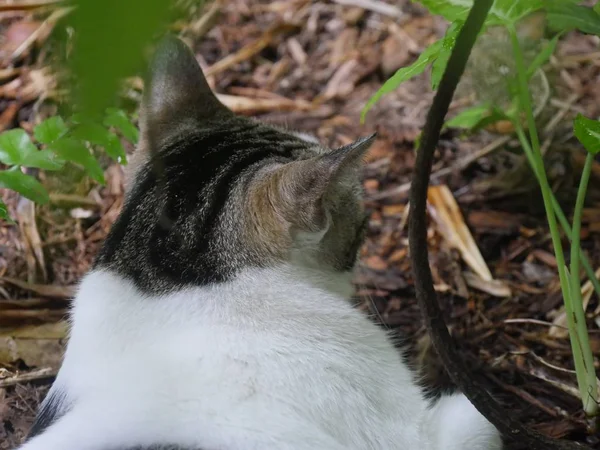 플로리다 웨스트의 헤밍웨이 정원에서 고양이의 뒷머리 — 스톡 사진