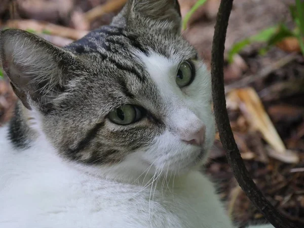 Primer Plano Lindo Gato Relajándose Los Jardines Hemingway Key West —  Fotos de Stock