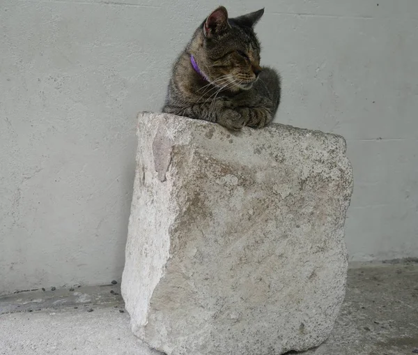 Amplio Plano Uno Los Famosos Gatos Relajándose Una Gran Roca — Foto de Stock