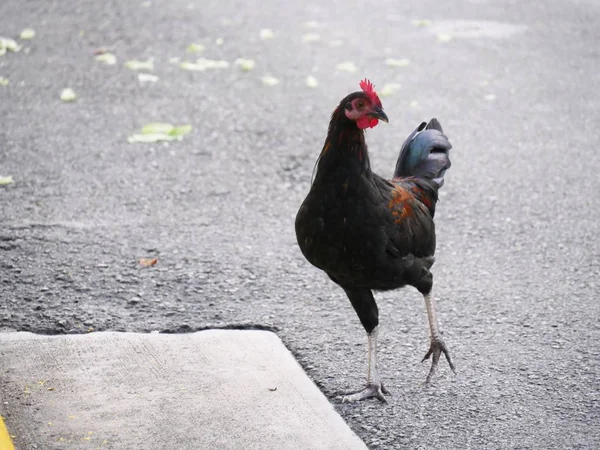 Μια Κότα Που Περπατάει Τσιμεντένιο Πεζοδρόμιο — Φωτογραφία Αρχείου