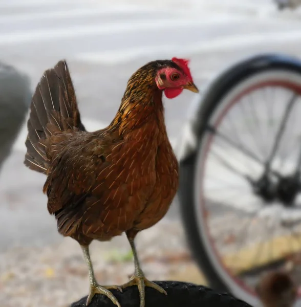 Kip Staande Top Van Een Fiets Band — Stockfoto