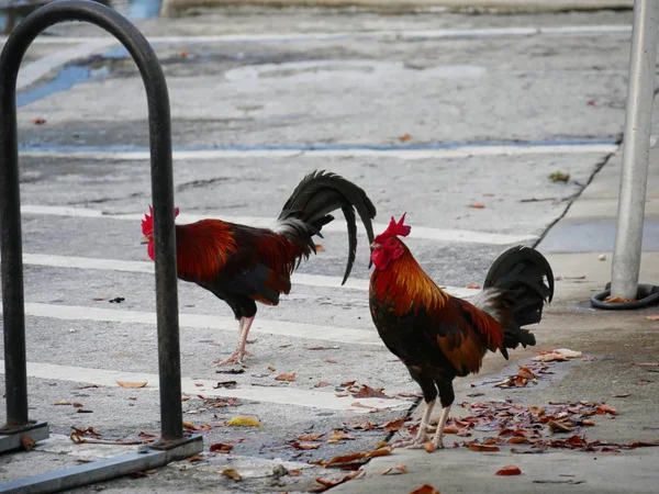 Twee Hanen Staan Een Betonnen Wegkant — Stockfoto