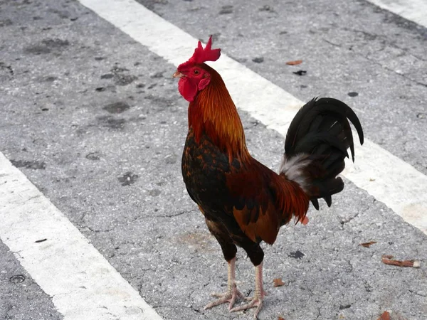 站在混凝土人行横道上的公鸡的中等特写 — 图库照片
