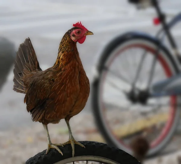 Een Kip Neergestreken Bovenop Een Fiets Band — Stockfoto