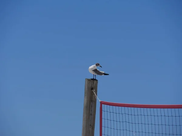 Voleybol Ağı Ile Ahşap Bir Direğe Tünemiş Küçük Kuş — Stok fotoğraf