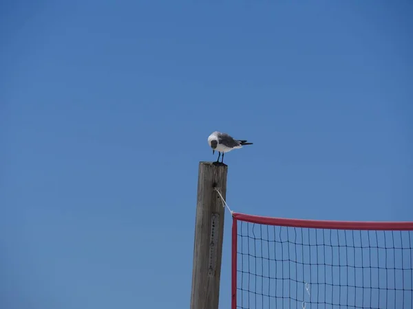 Uccellino Che Guarda Basso Appollaiato Palo Legno Con Una Rete — Foto Stock