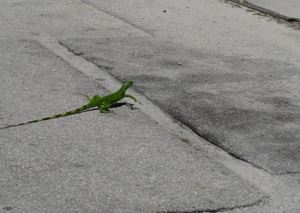 Karşıdan Karşıya Geçen Bir Kertenkele Ile Beton Yolun Geniş Görünümü — Stok fotoğraf