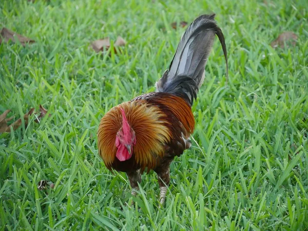 Galo Caminha Uma Área Gramada — Fotografia de Stock