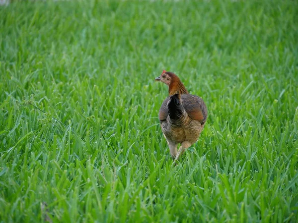 母鸡在绿草丛中行走的后视图 — 图库照片