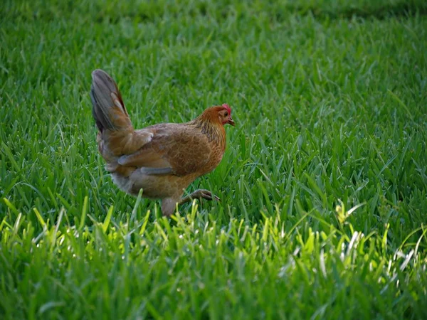 Een Kip Loopt Een Gras Gebied Schuur Voor Voedsel — Stockfoto