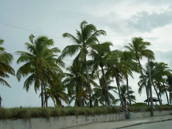 Coqueiros Crescendo Longo Roosevelt Boulevard Key West Florida Uma Tarde — Fotografia de Stock