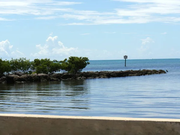 Arbustes Poussant Sur Tas Roches Dans Océan Long Côte Floride — Photo