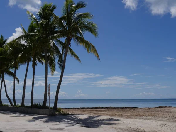 Belles Plages Avec Cocotiers Long Boulevard Roosevelt Key West Floride — Photo