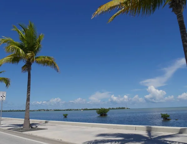 Large Vue Côtière Avec Cocotier Long Boulevard Roosevelt Key West — Photo