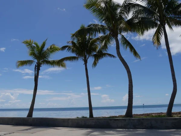 Rangée Cocotiers Poussant Long Une Route Côtière Floride — Photo