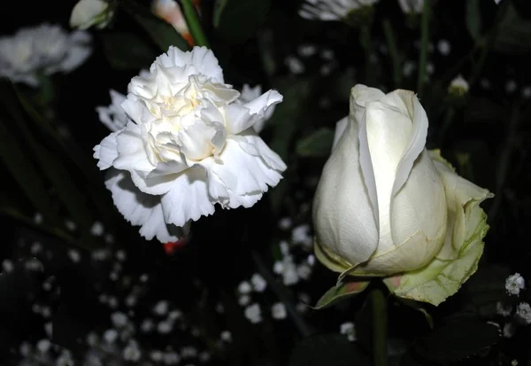 Médio Perto Crisântemo Branco Rosa Branca Barckground Escuro — Fotografia de Stock