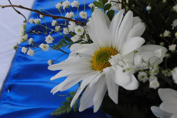 Close up of a white daisy, with baby\'s breath flowers