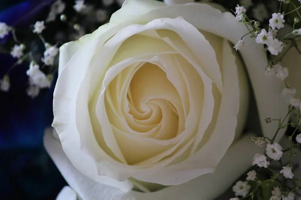 Beyaz Bir Gülün Taçyapraklarını Kapatın Bebek Nefesli Çiçeklerle — Stok fotoğraf