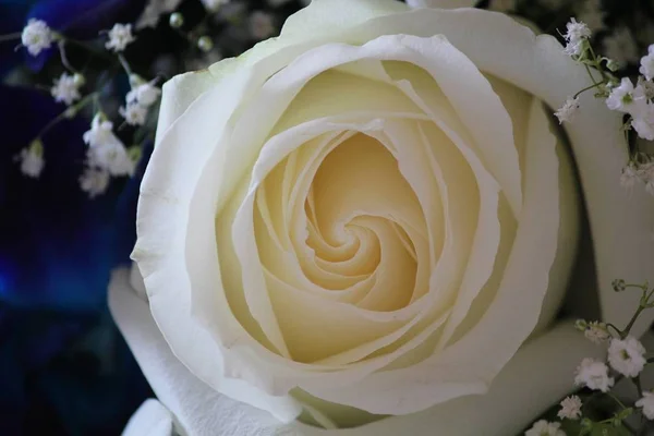 Close Front Shot Petals White Rose Baby Breath Flowers — Stock Photo, Image