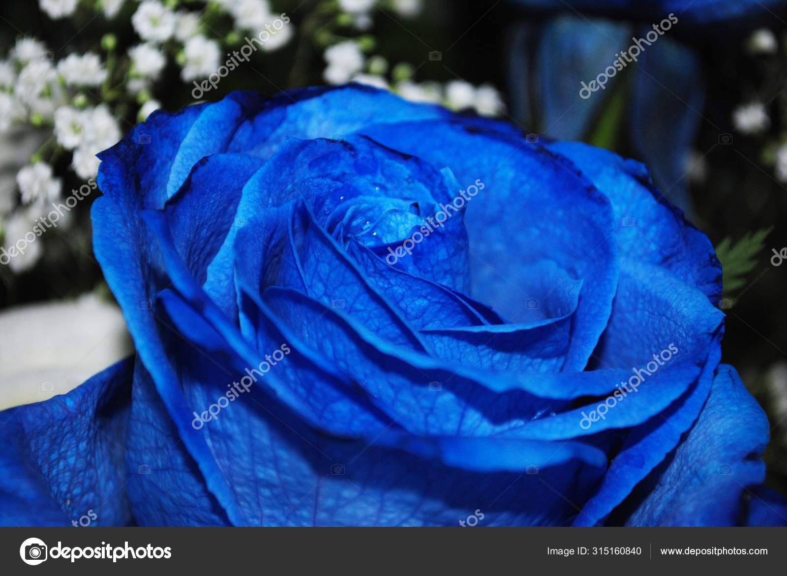 Alto Vicino Vista Laterale Girato Petali Una Rosa Blu Con — Foto stock di ©  GemStocks #315160840, image size:1600x1171